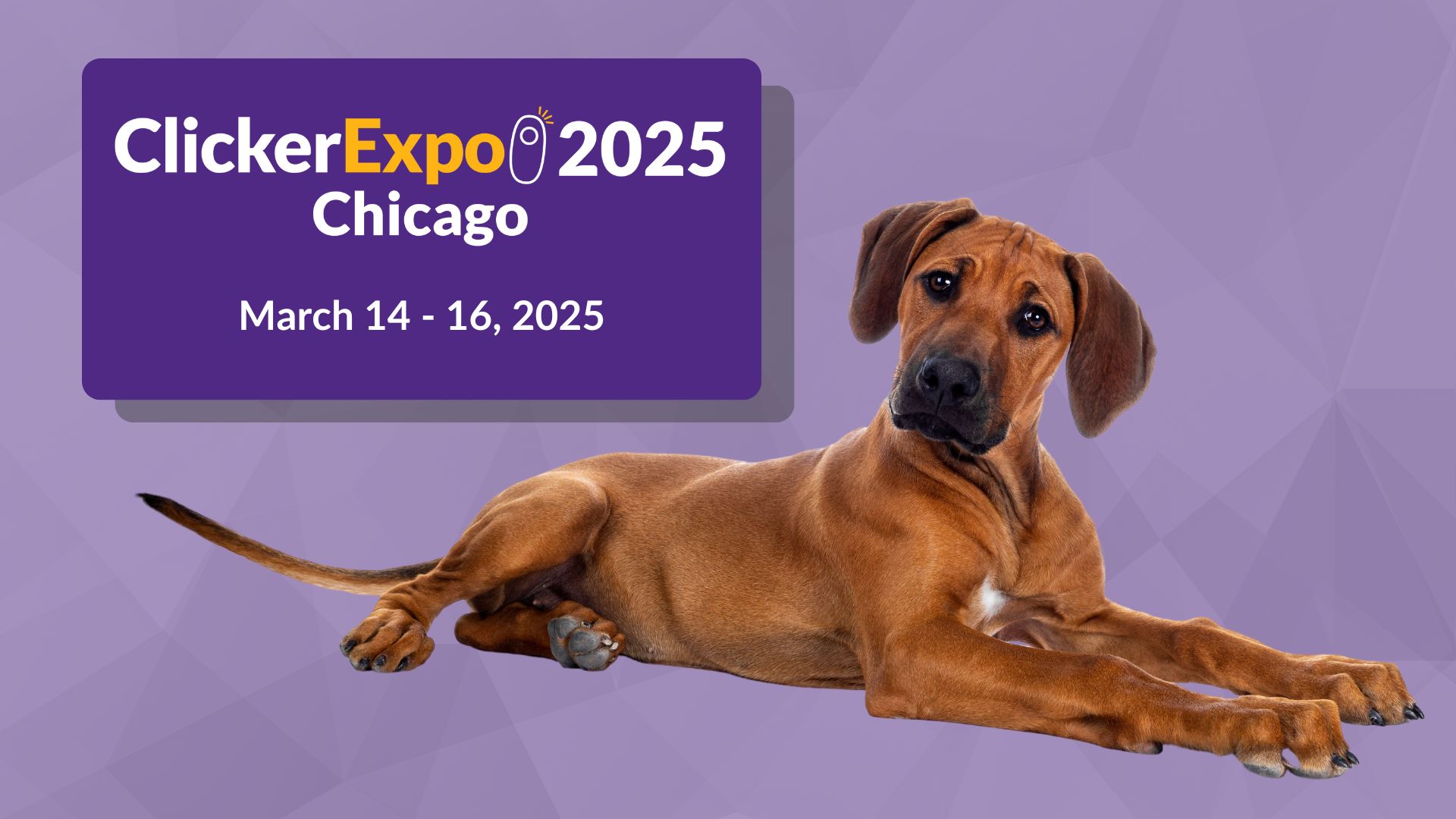 Westminster Dog Show 2025 Tickets Image